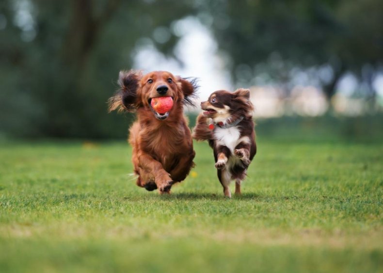 Food that meets your dog’s activity level