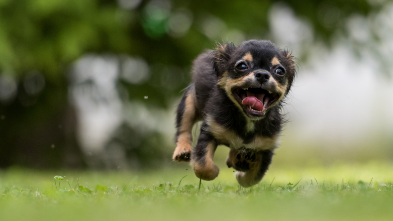 puppy