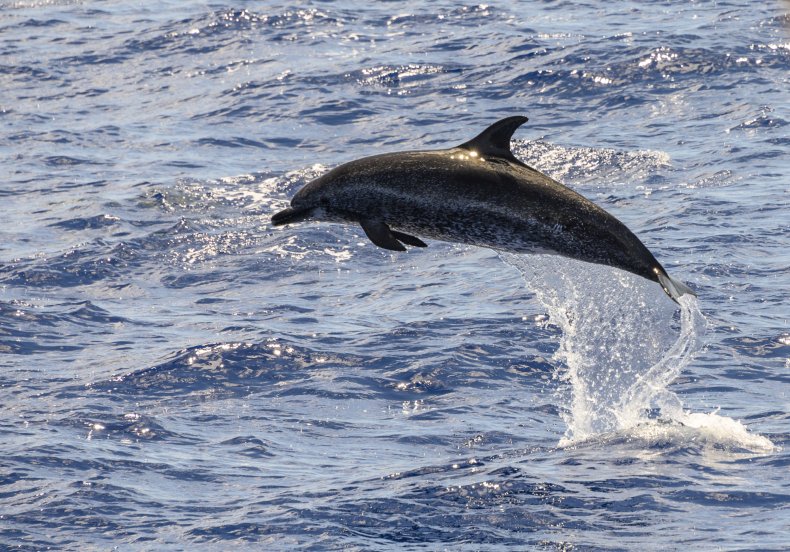Dolphin