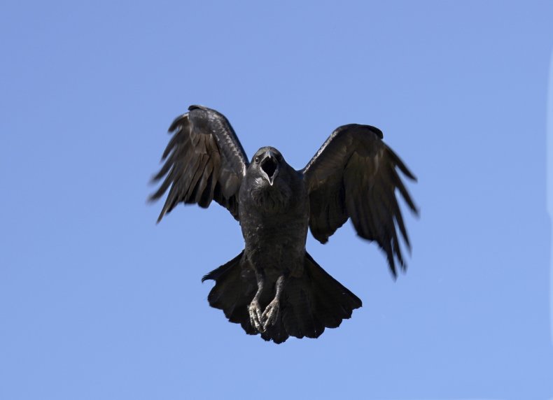Raven
