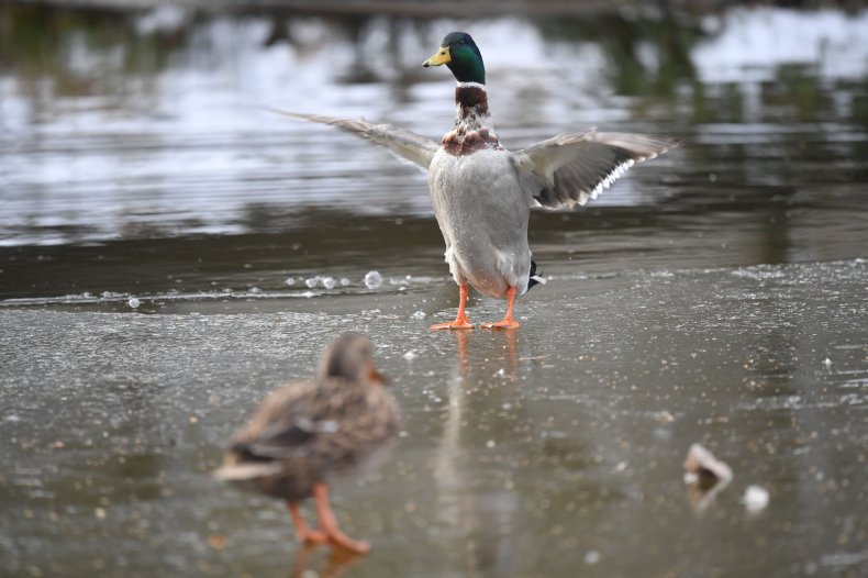 Ducks