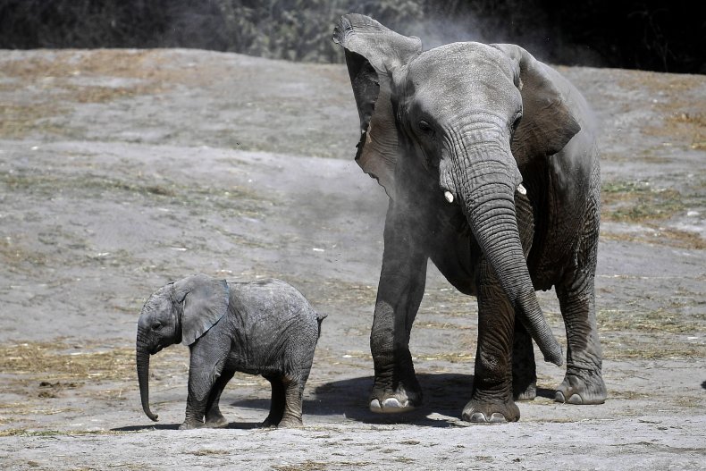 Elephants
