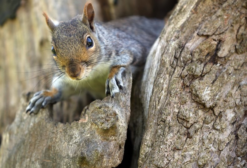 Squirrel