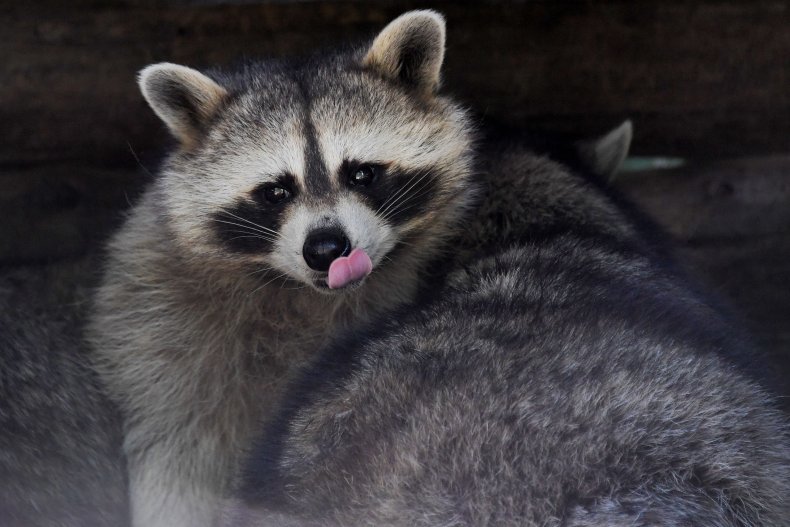 Raccoon