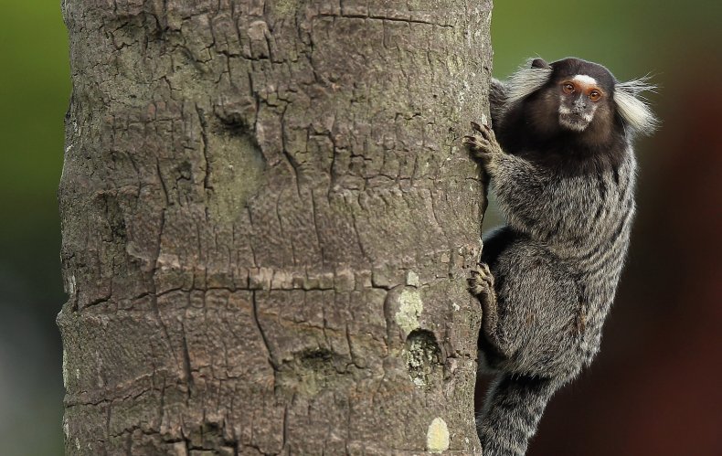 Marmoset