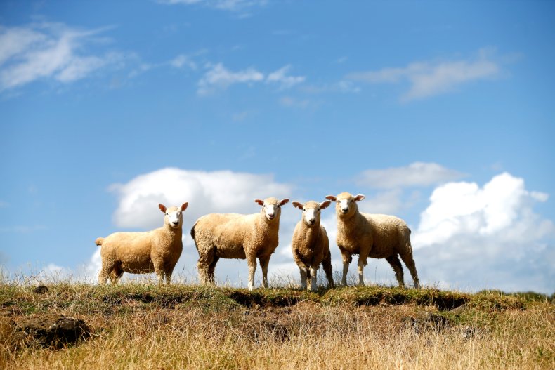 Sheep