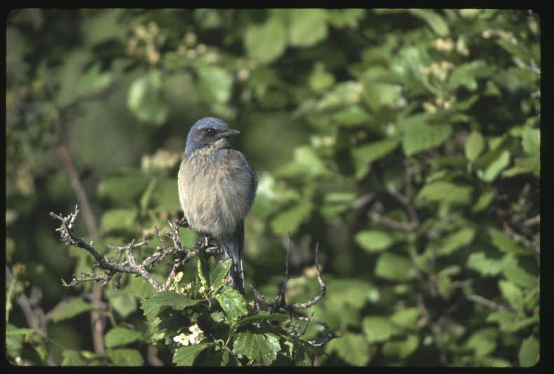 Scrub Jay