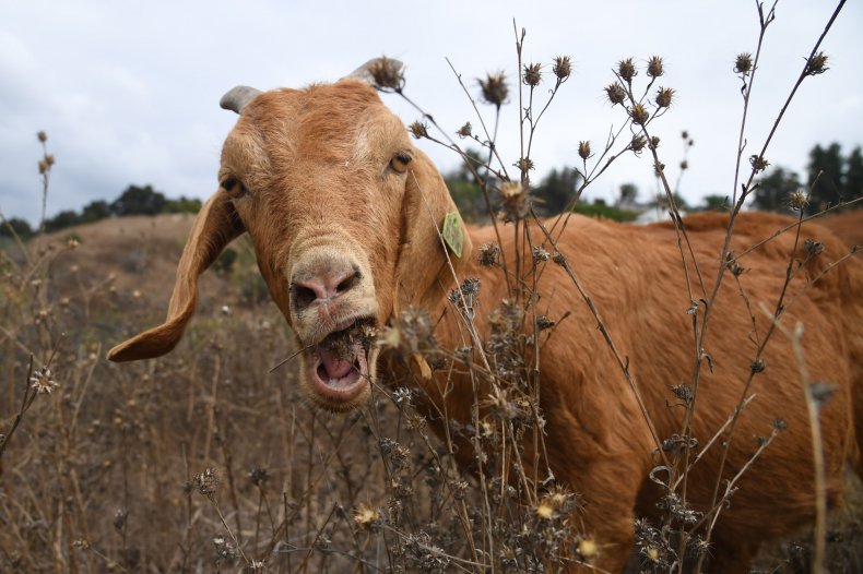 Goats