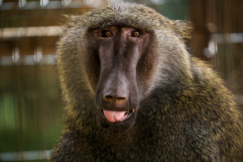 Baboon