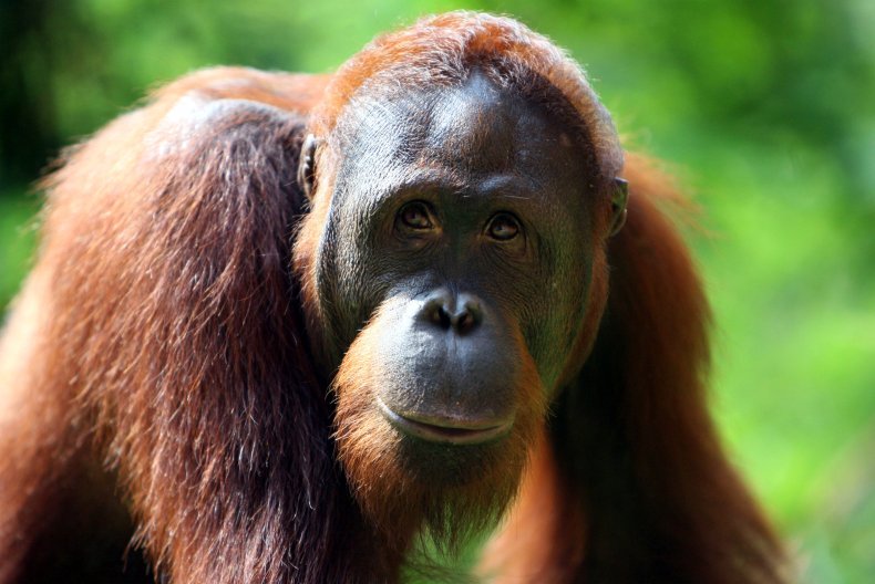 Orangutan