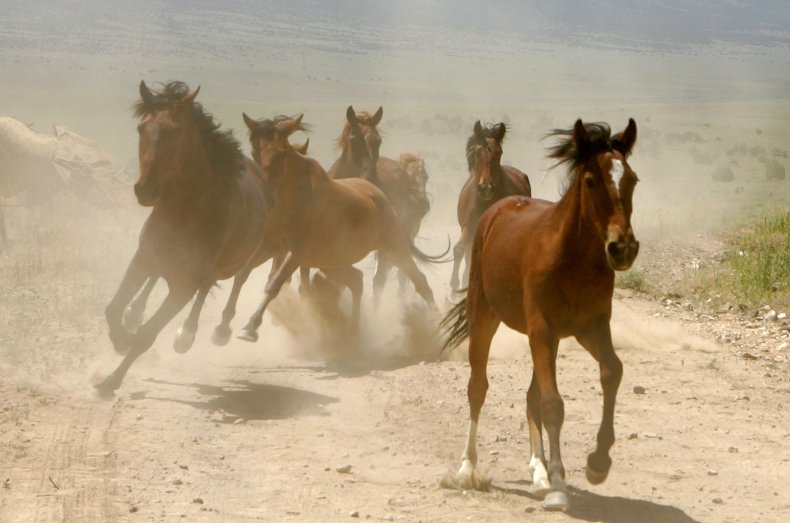 Horses