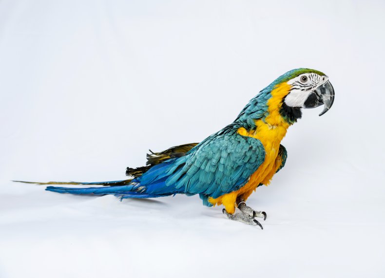 Parrot
