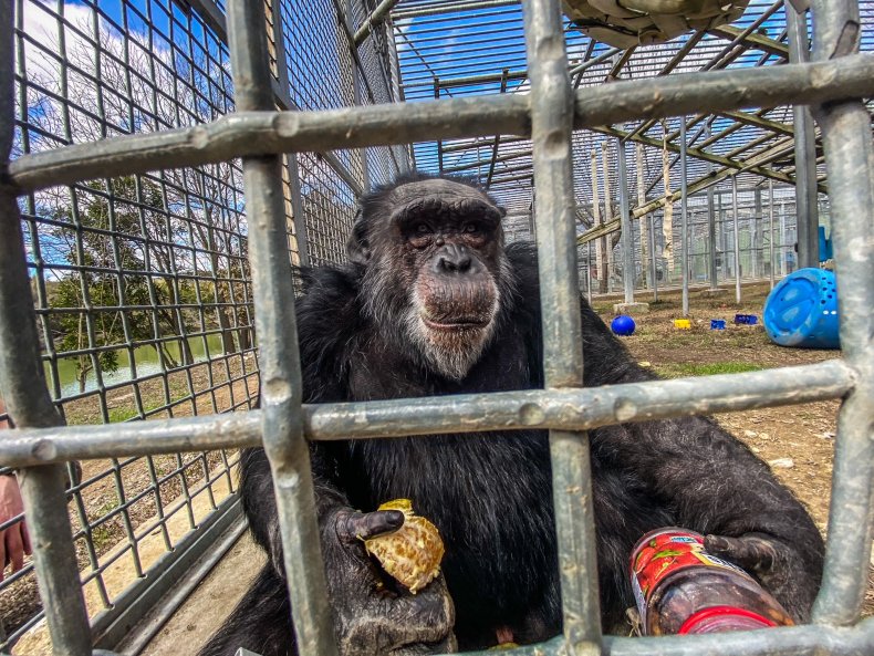 Primarily Primates