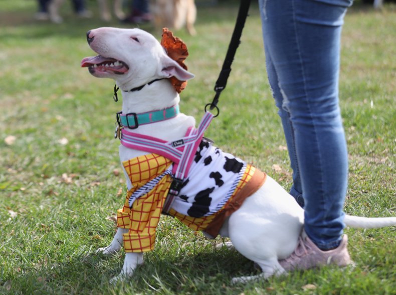 Bull terrier NYC