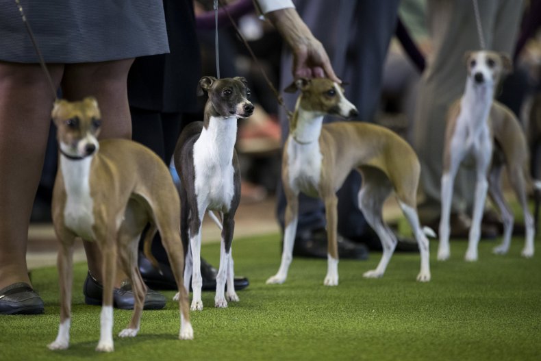 Italian greyhounds NYC 2017