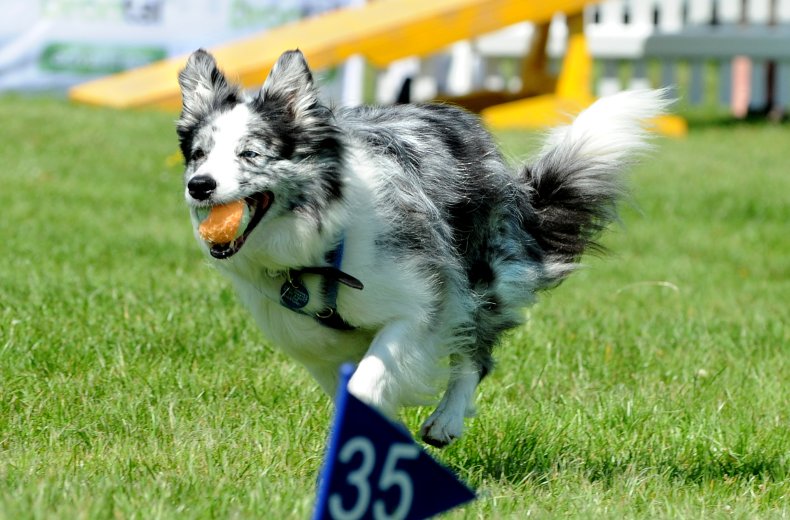 Border collies