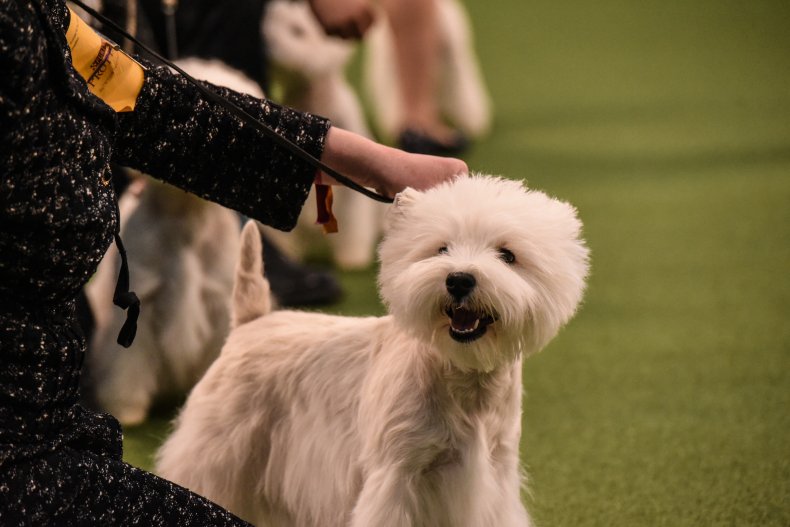 bichon frise new york city