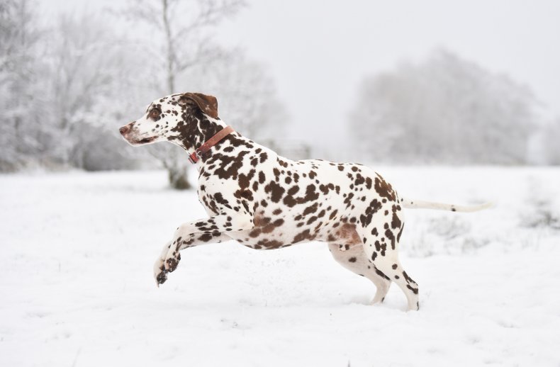 dalmatian