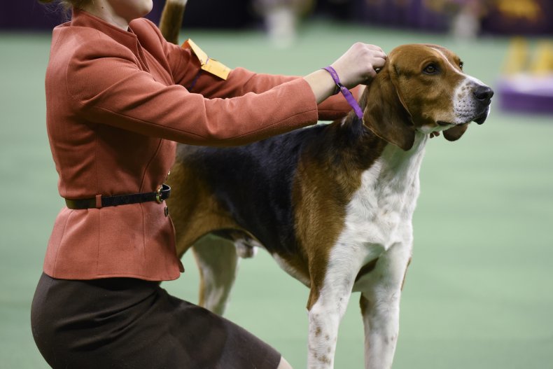 American foxhound dog