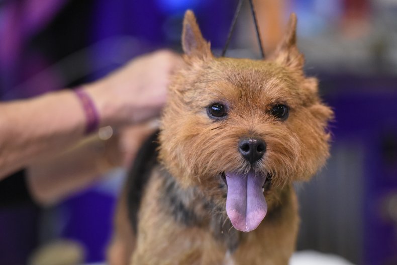 Australian terrier 