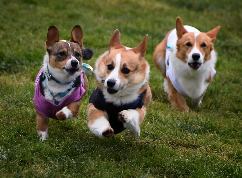 Corgis dogs California