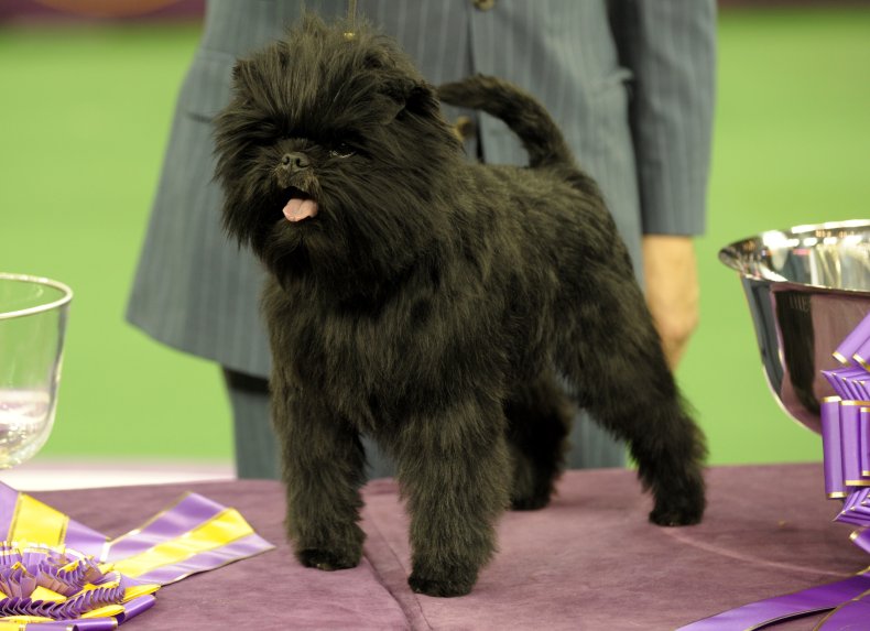 affenpinscher nyc