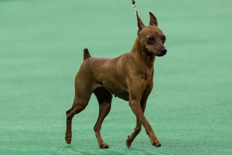 NYC dog show miniature pinscher