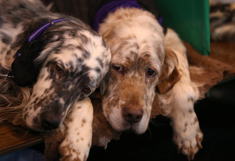 English setters dogs UK Crufts show