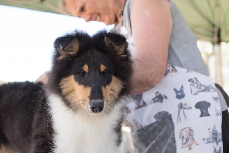 Collie dog
