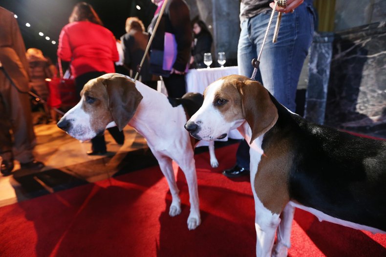 Treeing walker coonhounds