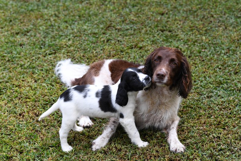 English springer spaniels