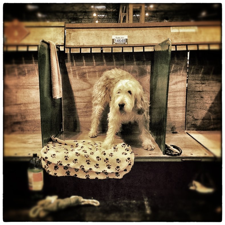 dogs UK
