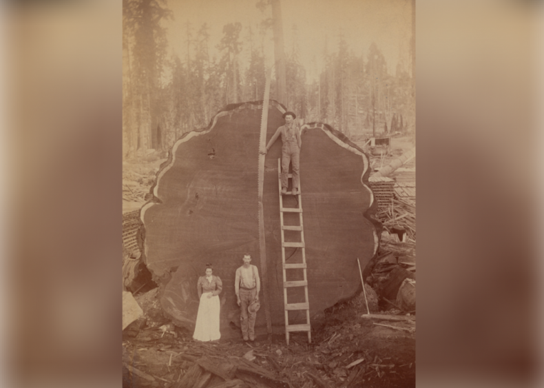 Mark Twain log