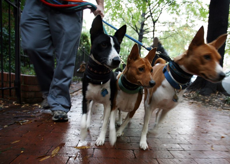 Basenji