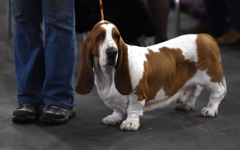 Basset Hound