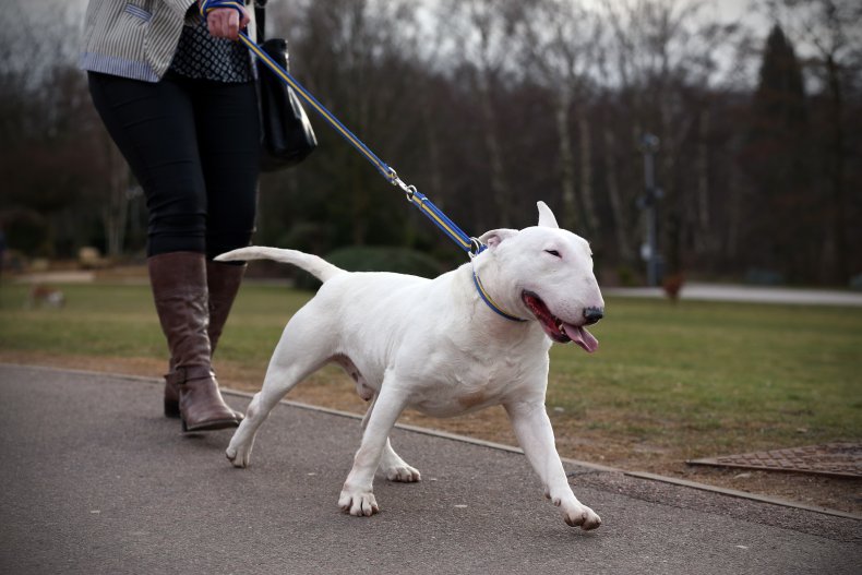 English Bull Terrier