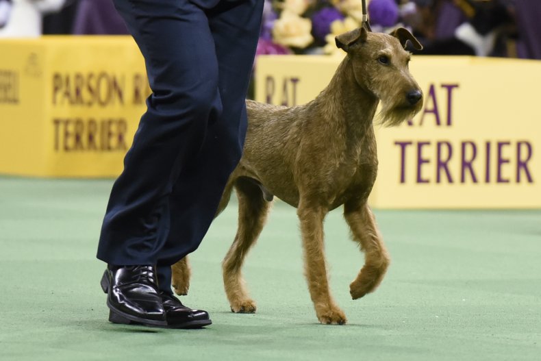 Irish Terrier
