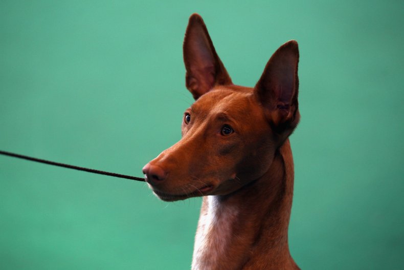 Pharoah Hound