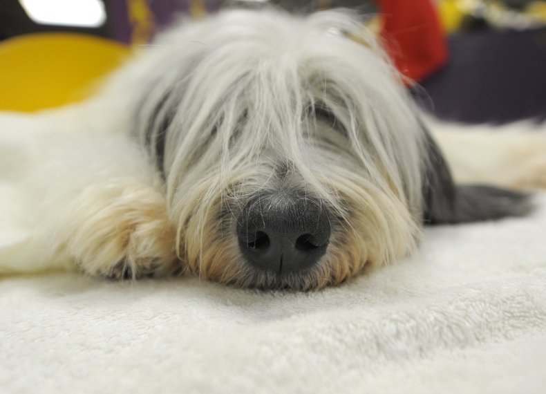 Polish Lowland Sheepdog