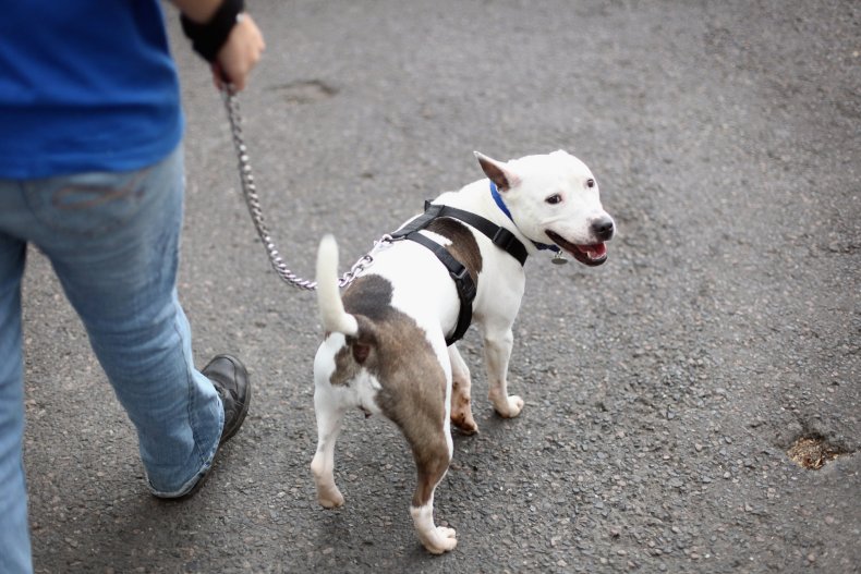 Staffordshire Bull terrier