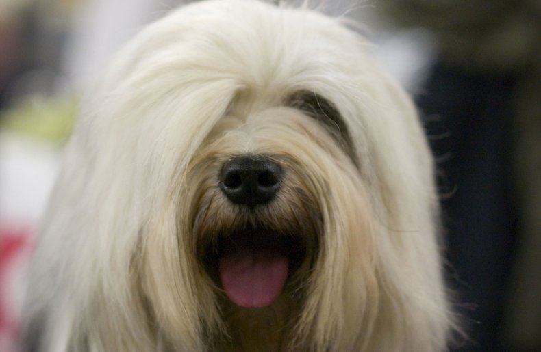 Tibetan Terrier