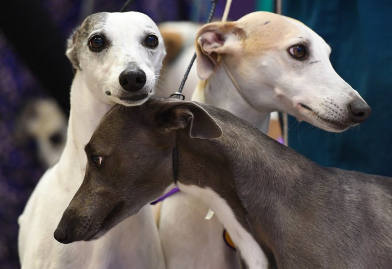 Whippets