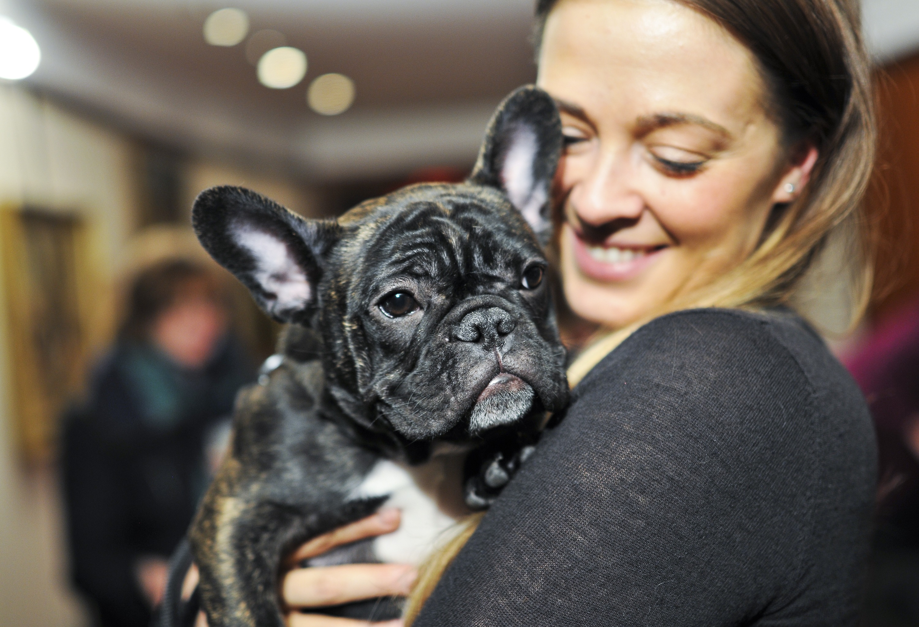 French Bulldogs Are Among the Most Popular Breeds to Dognap