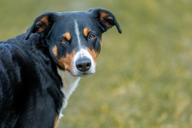Appenzeller Sennenhund