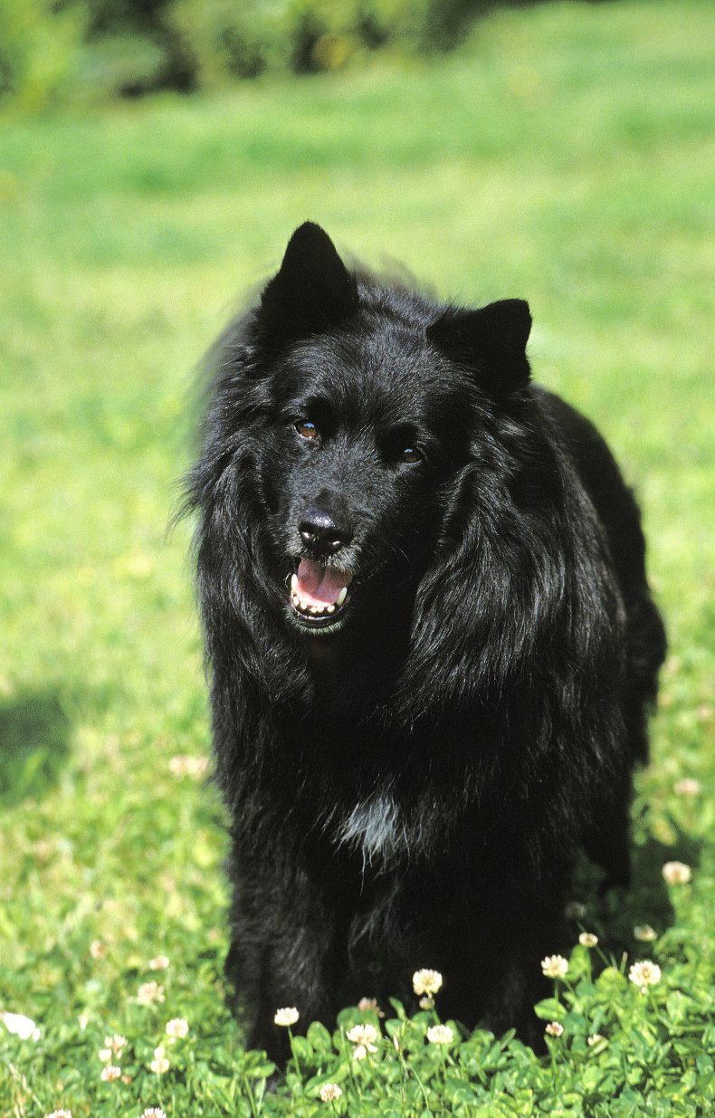 Swedish Lapphund