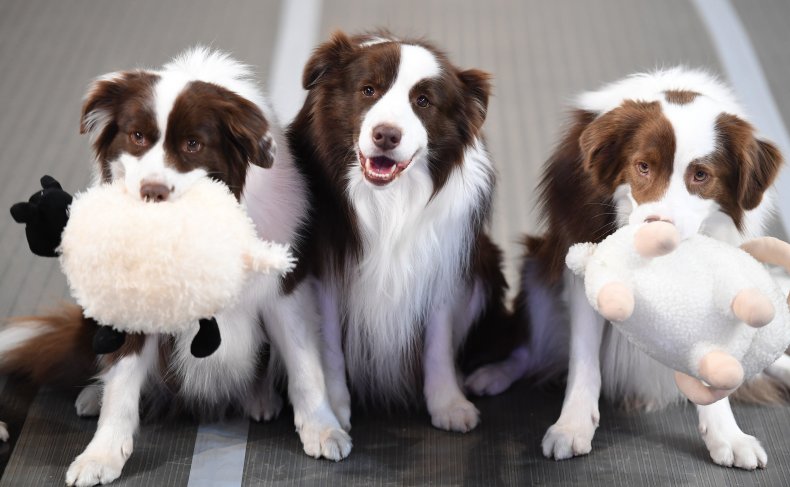 Border collie Australia