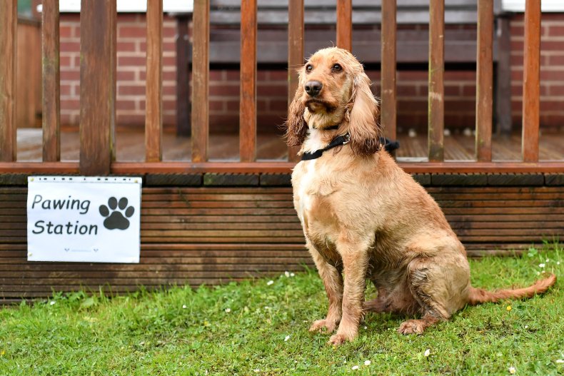 Cocker Spaniel cane UK