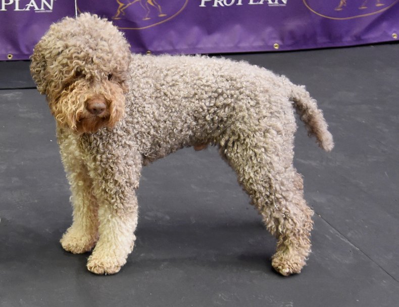 Esposizione canina Lagotto Romagnolo NYC 2016