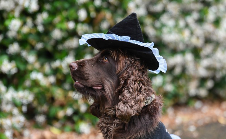 Cocker spaniel cane Australia