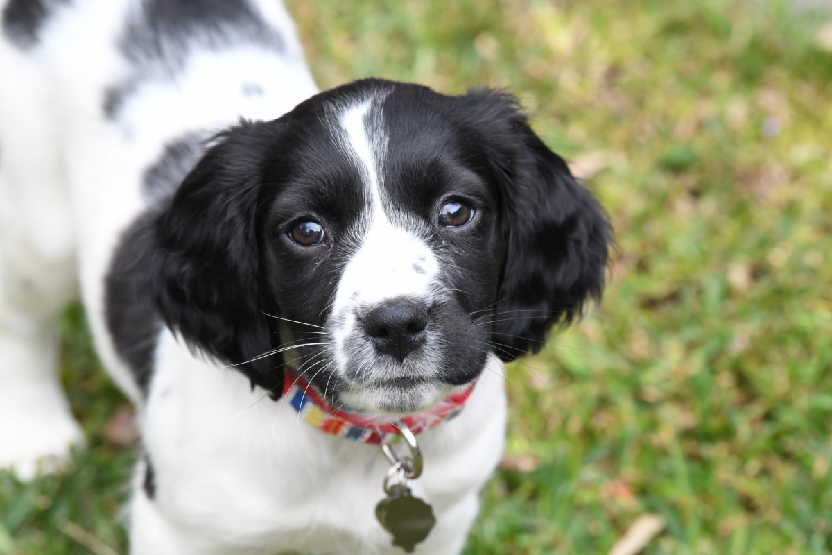  English springer spaniels 